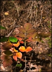 DigitalScape Photography
